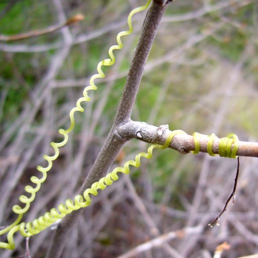 Image of Marah fabacea (Naud.) Greene