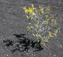 Image of giant blazing star