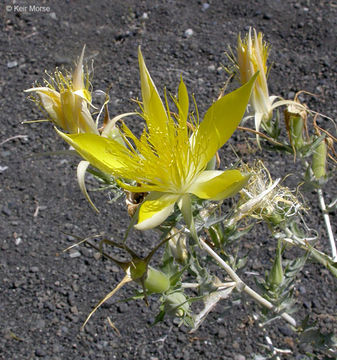 Image of giant blazing star