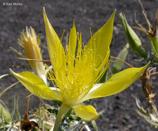 Image of giant blazing star