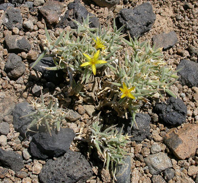 Image of Torrey's blazingstar