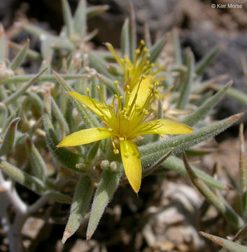 Image of Torrey's blazingstar