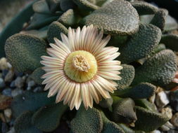 Image of Aloinopsis rosulata (Kensit) Schwant.