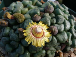 Image of Aloinopsis schooneesii L. Bol.