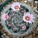 Image de Mammillaria aureilanata Backeb.