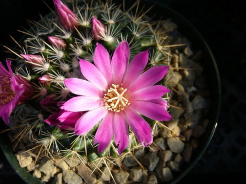 Image of <i>Mammillaria rubrograndis</i>