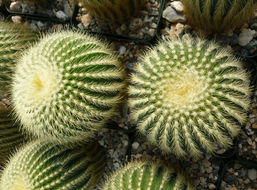 Image of Parodia leninghausii (F. Haage) F. H. Brandt