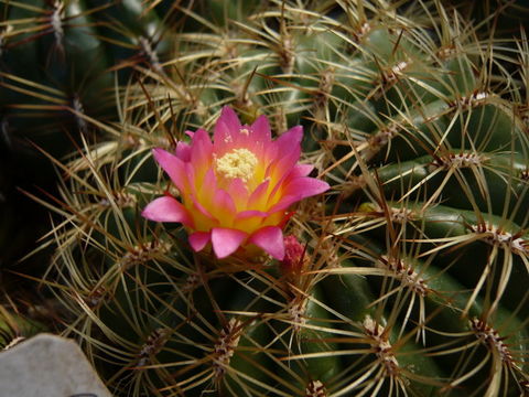 Image of Oroya peruviana (K. Schum.) Britton & Rose