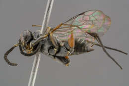 Image of Cuckoo Spider Wasps