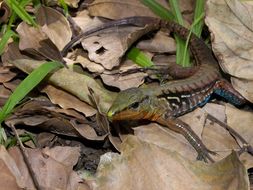 Image of Ameiva Lizard