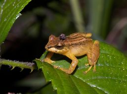 Imagem de Pristimantis dorsopictus (Rivero & Serna 1988)