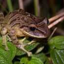 Image of Pristimantis permixtus (Lynch, Ruiz-Carranza & Ardila-Robayo 1994)