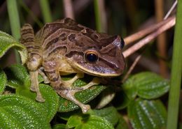 Imagem de Pristimantis permixtus (Lynch, Ruiz-Carranza & Ardila-Robayo 1994)