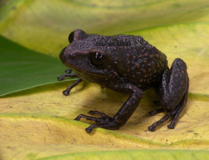 Imagem de Pristimantis piceus (Lynch, Ruiz-Carranza & Ardila-Robayo 1996)