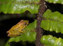 Image of Caldas Robber Frog