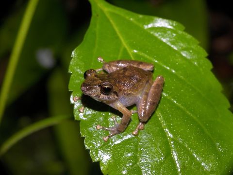 Image of Palmer's Robber Frog