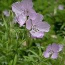 Clarkia dudleyana (Abrams) J. F. Macbr. resmi