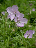 Image of Dudley's clarkia