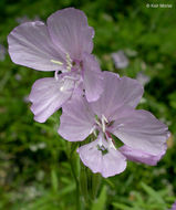 Image of Dudley's clarkia