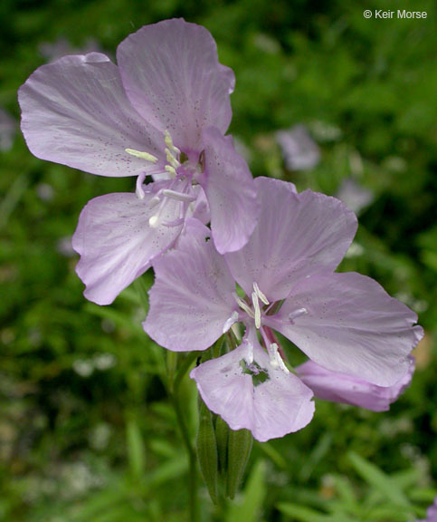 Image of Dudley's clarkia