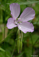 Image of Dudley's clarkia