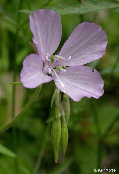 Image of Dudley's clarkia