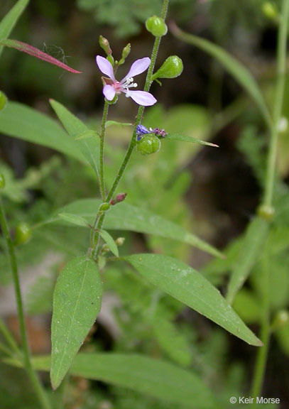 Clarkia heterandra (Torrey) H. Lewis & P. H. Raven resmi