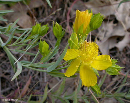 Imagem de Hypericum concinnum Benth.