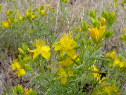 Image de Hypericum concinnum Benth.