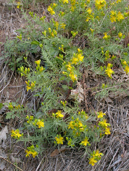 Image de Hypericum concinnum Benth.