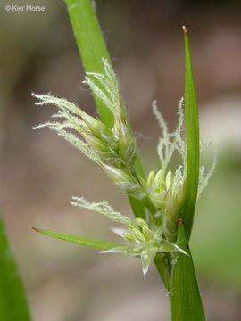 Image of Pacific woodrush