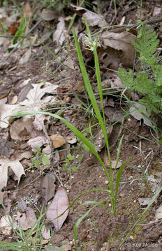 Image of Pacific woodrush