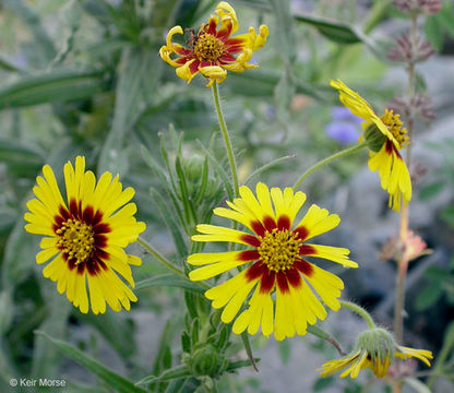 Слика од Madia elegans D. Don