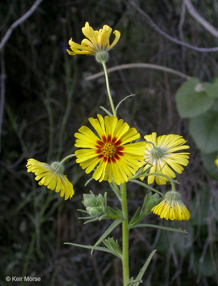 Слика од Madia elegans D. Don