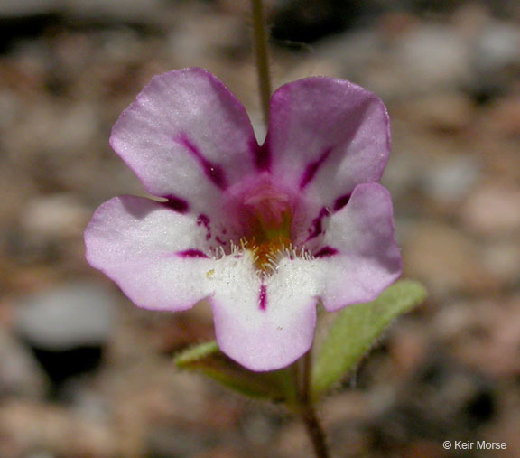 Image of <i>Mimulus viscidus</i>