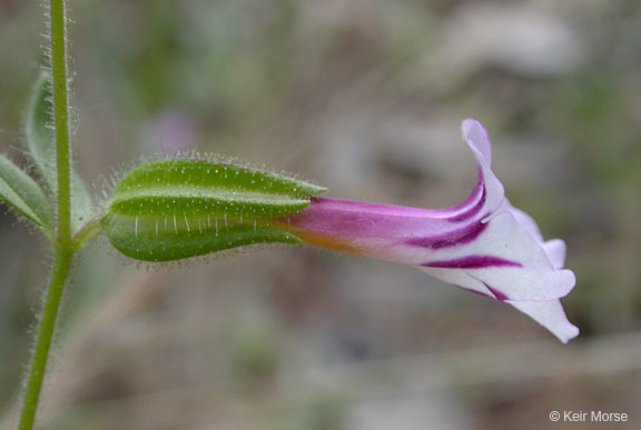 Image of <i>Mimulus viscidus</i>