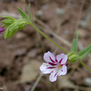 Image of <i>Mimulus viscidus</i>