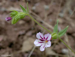 Image of <i>Mimulus viscidus</i>