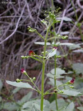 Scrophularia oregana Pennell resmi