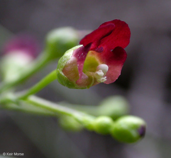 Scrophularia oregana Pennell resmi