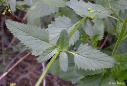 Scrophularia oregana Pennell resmi