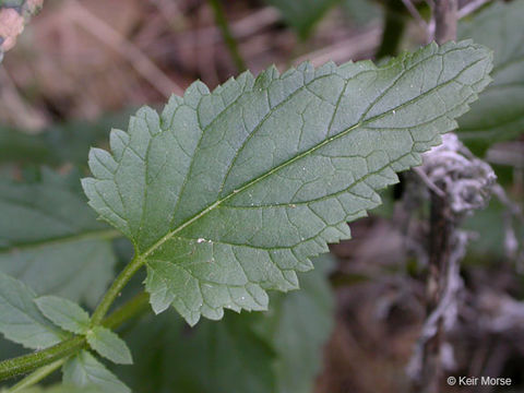 Scrophularia oregana Pennell resmi