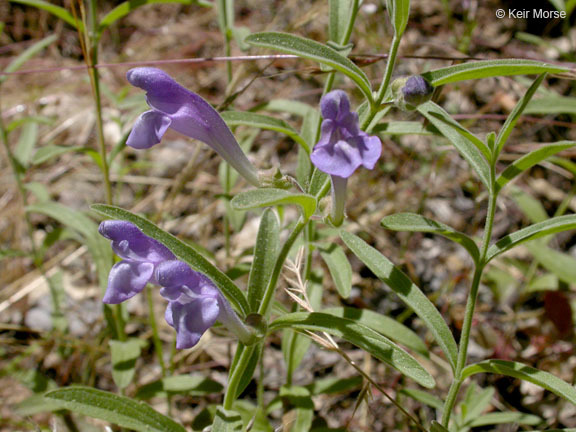 Image of Gray-Leaf Skullcap