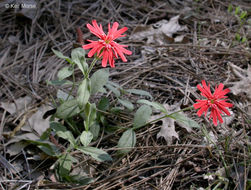 Image of Indian pink