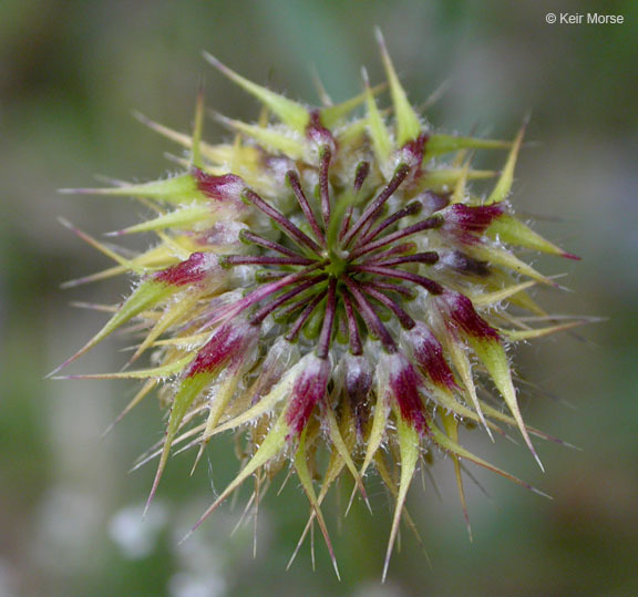 Image of Foothill Clover