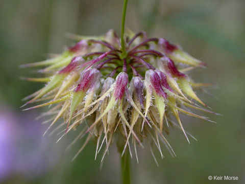 Image of Foothill Clover