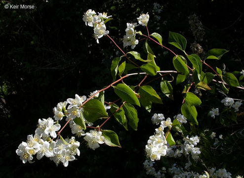 Imagem de Philadelphus lewisii Pursh