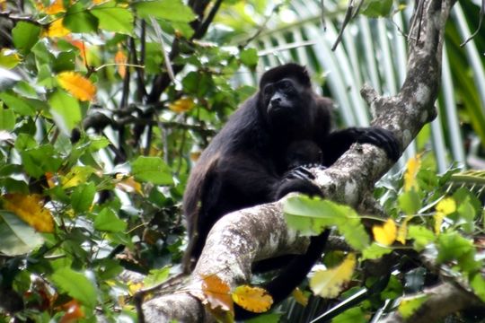 Image of Ecuadorian Mantled Howling Monkey