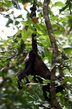 Image of Ecuadorian Mantled Howling Monkey