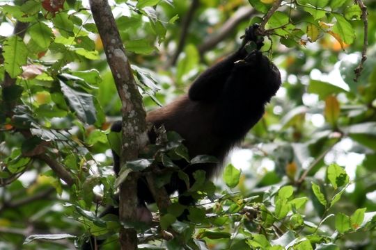 Image of Ecuadorian Mantled Howling Monkey